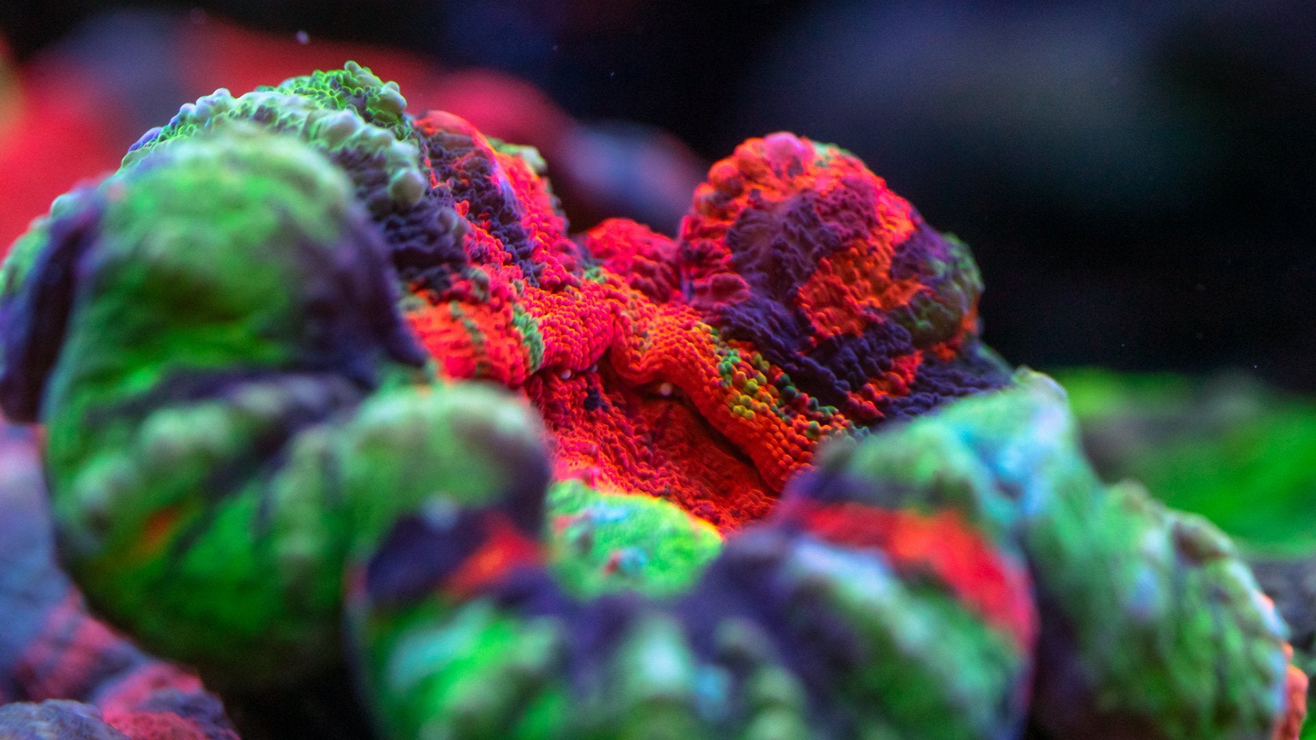 Scolys