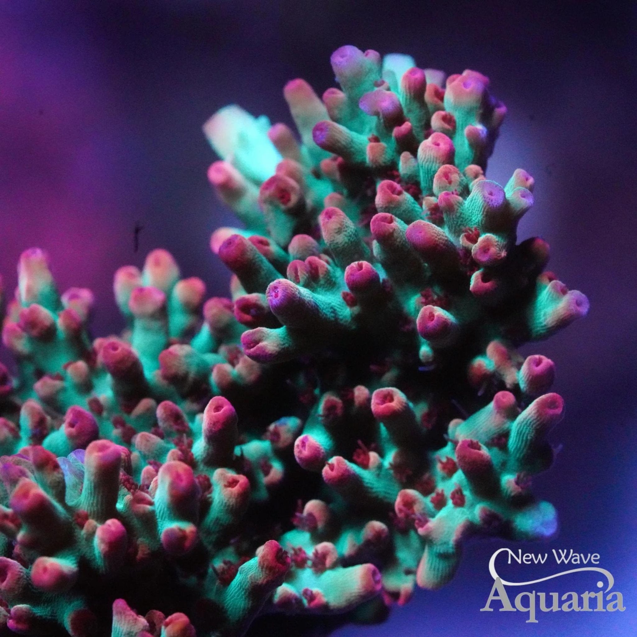 SPS Corals