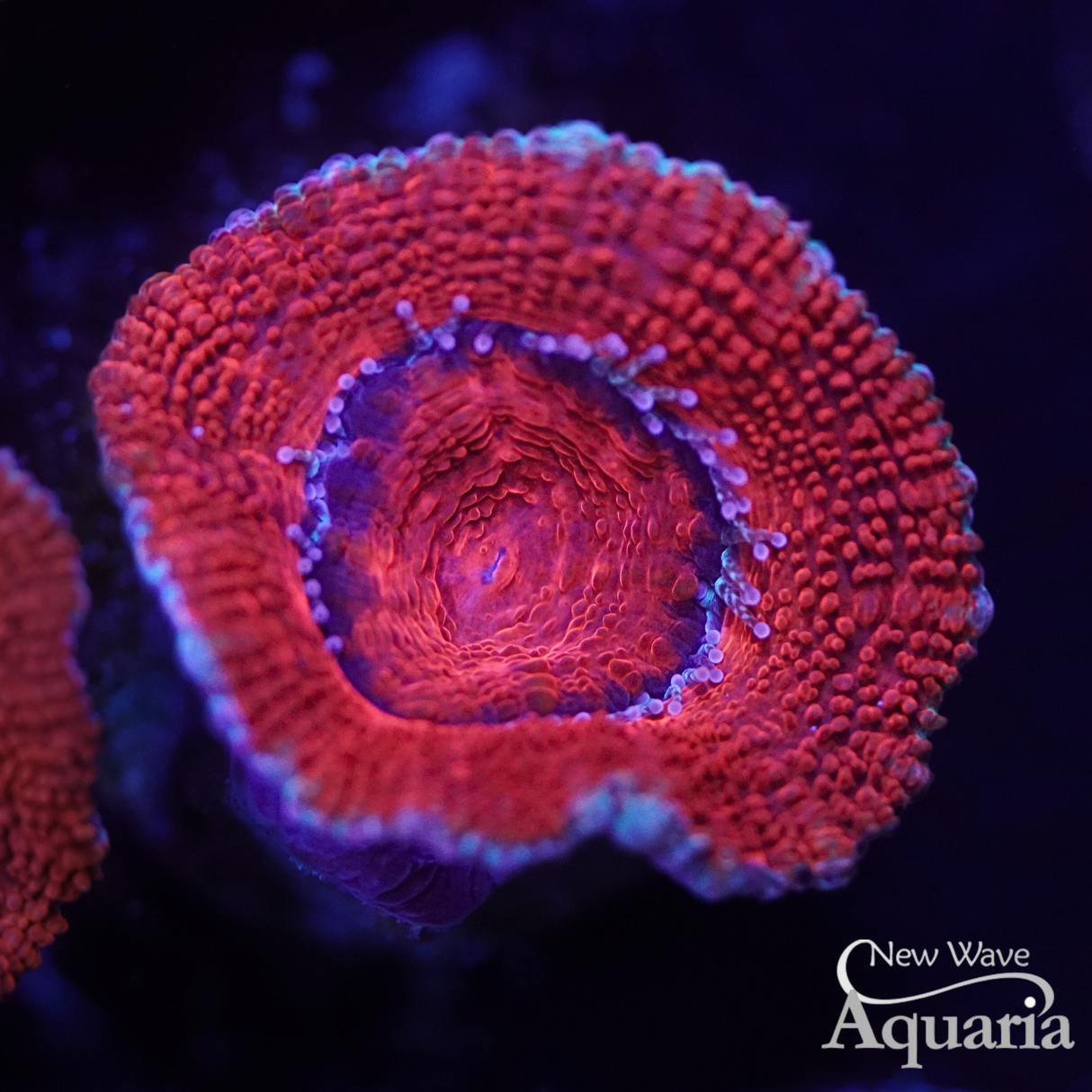 Red Acan--Deal Of The Day (LIMIT 3)