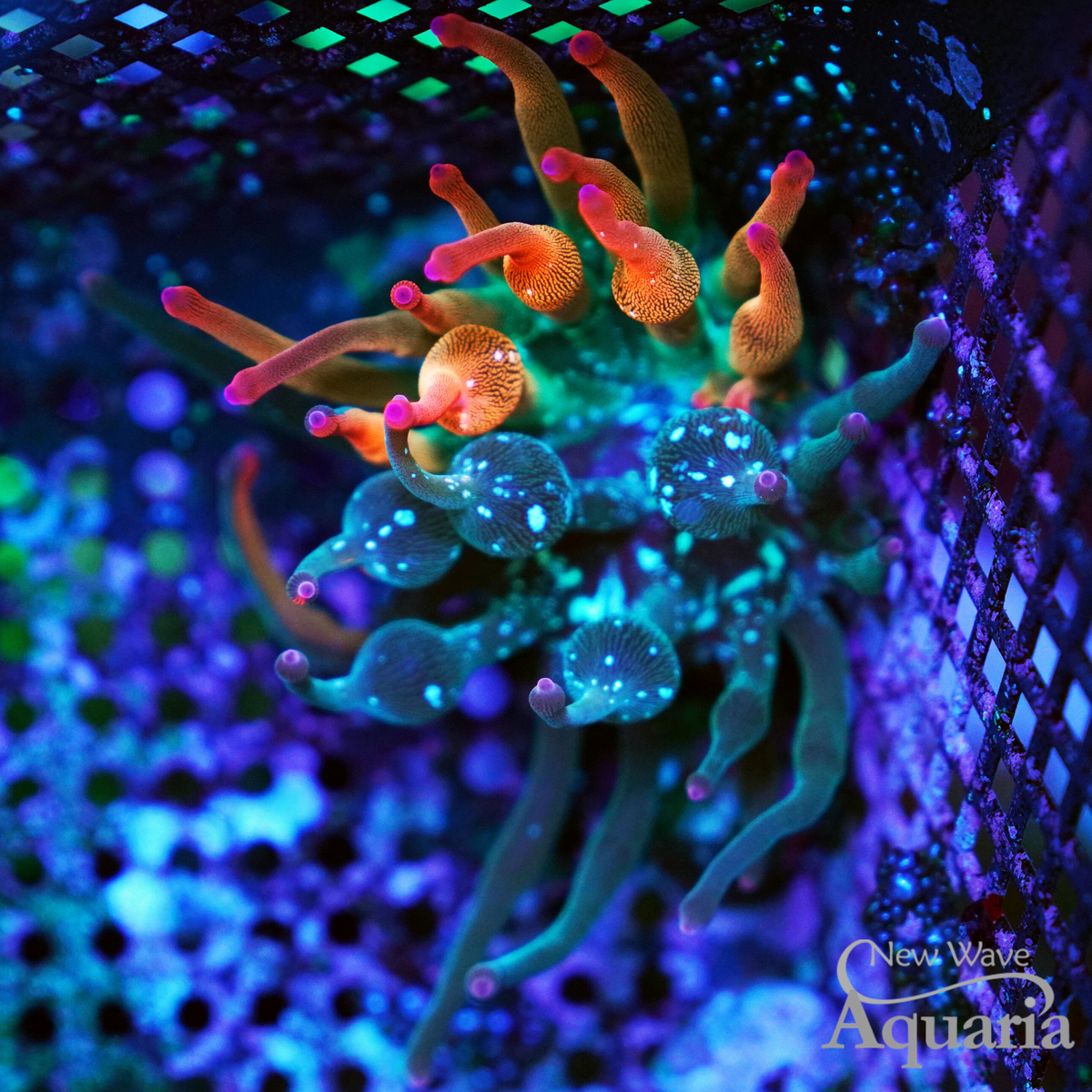 ECC Nexus Burst Anemone – New Wave Aquaria