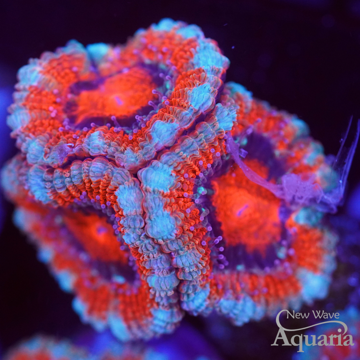 Red & Blue Acan