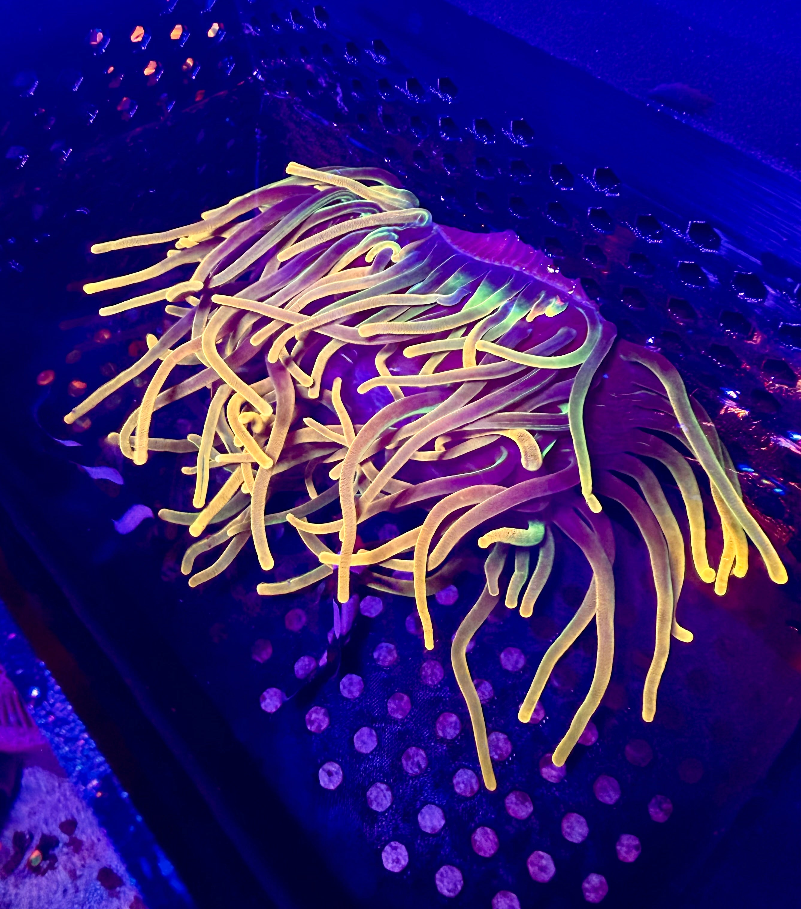 XL Colorado Sunburst Anemone-WYSIWYG – New Wave Aquaria