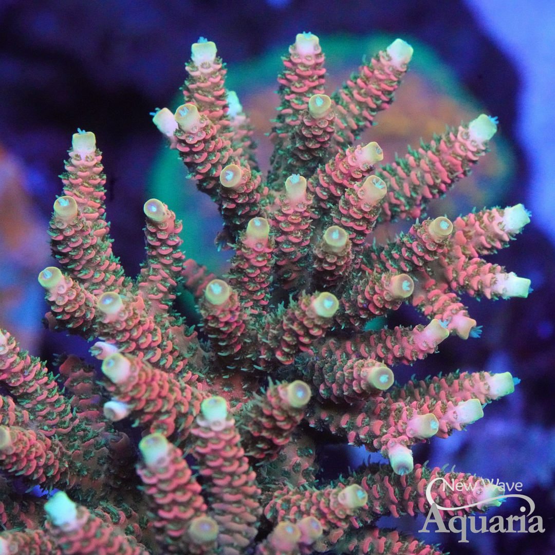 ASD Rainbow Milli - Cut to Order Frag