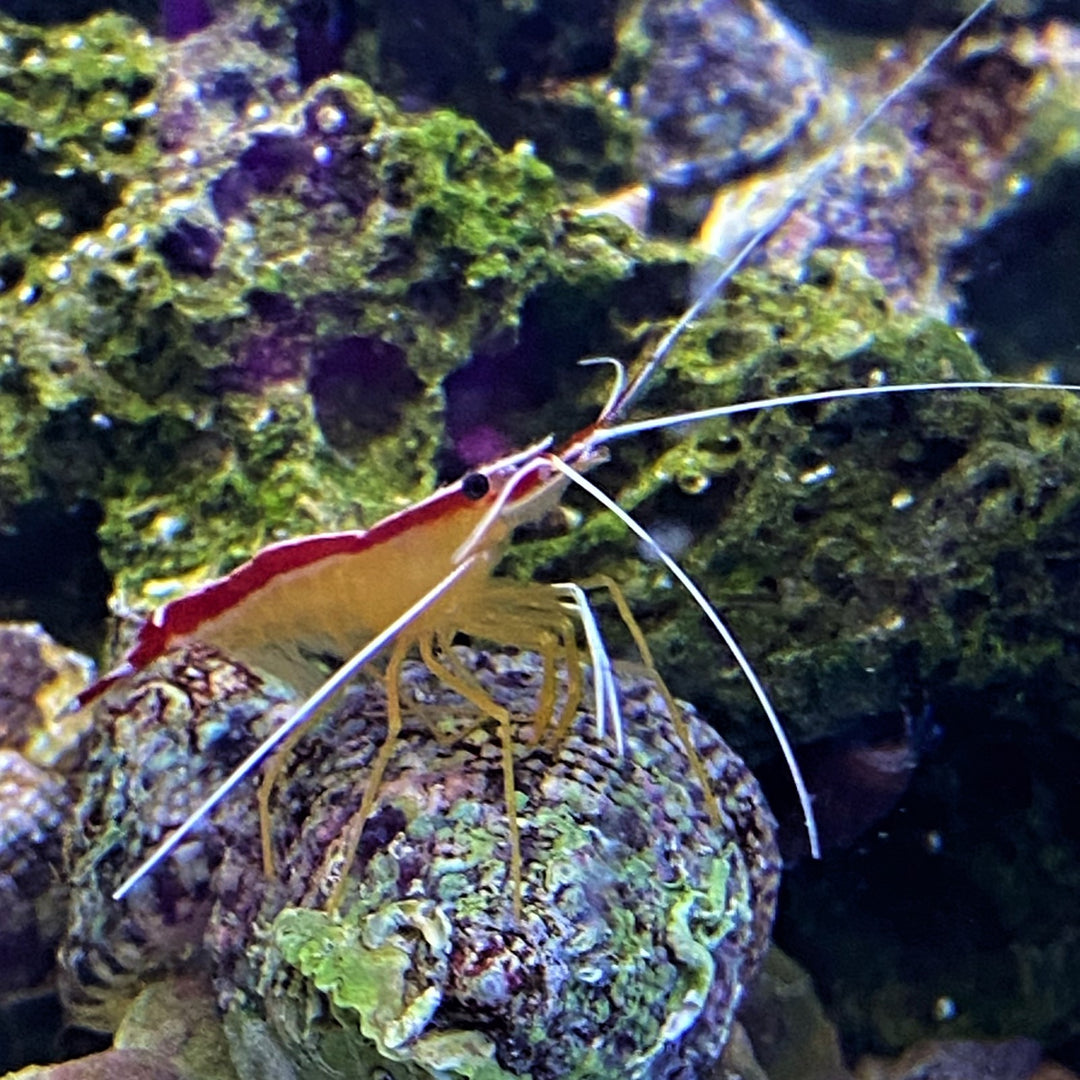 Scarlet Skunk Cleaner Shrimp