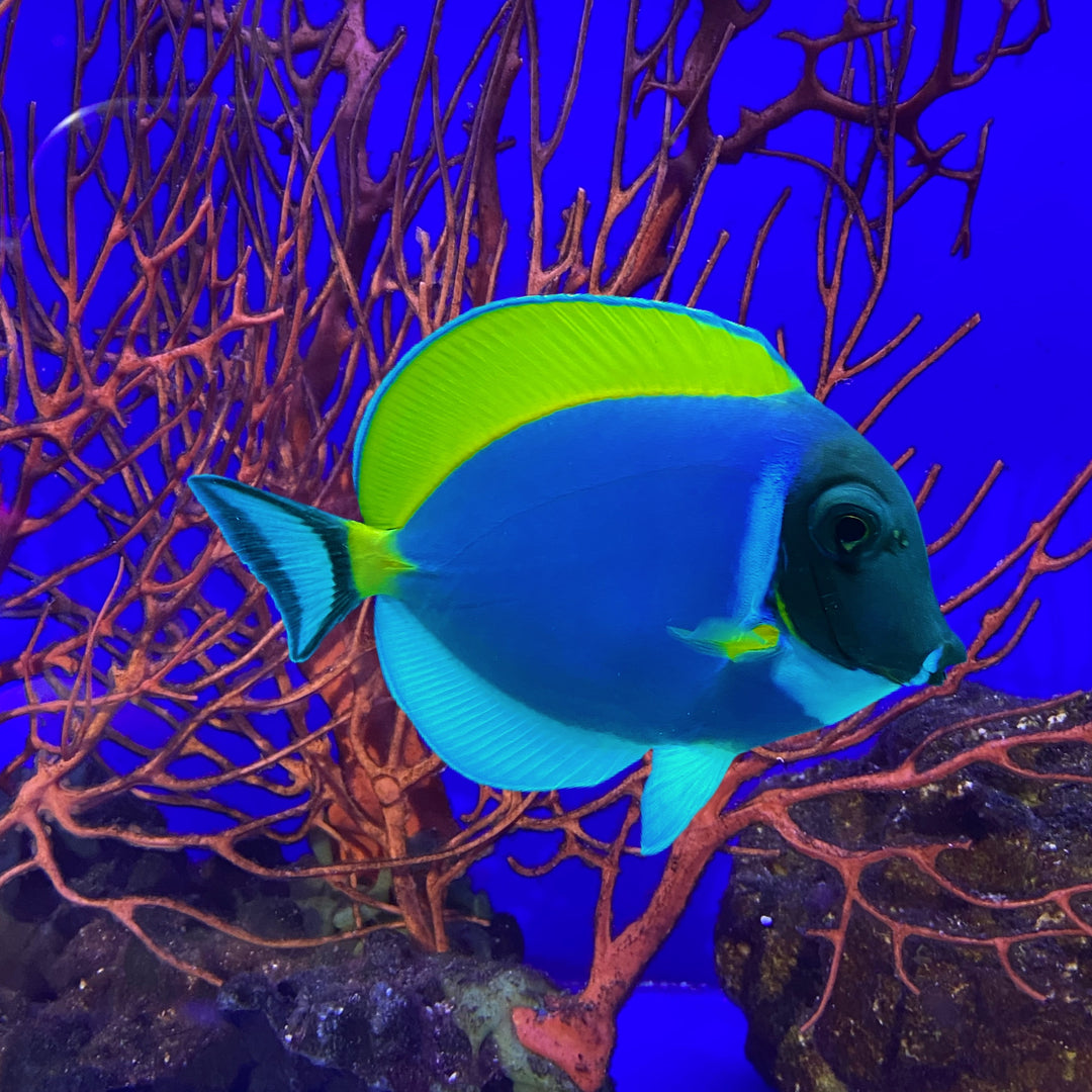 Powder Blue Tang