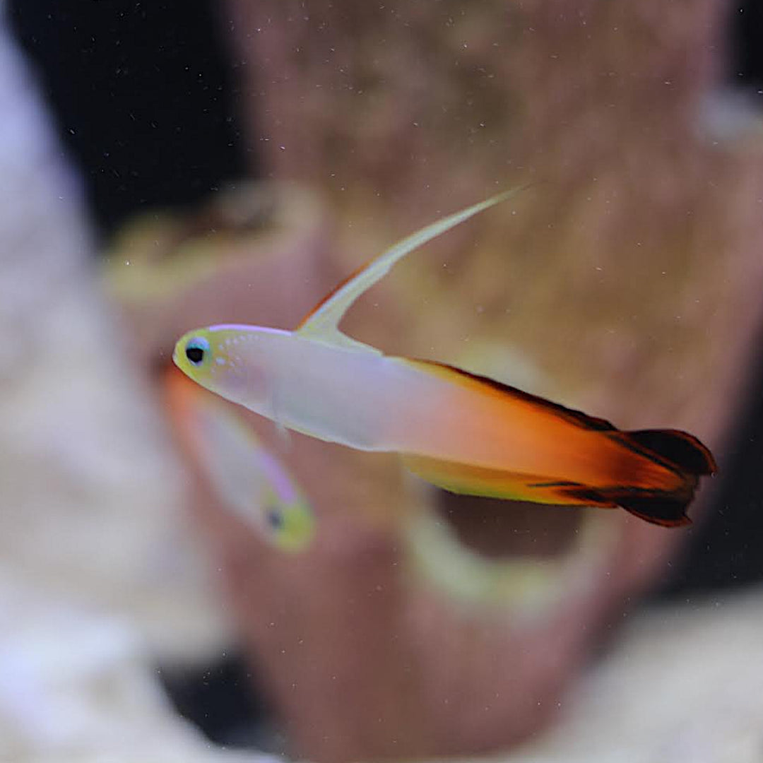 Orange Firefish