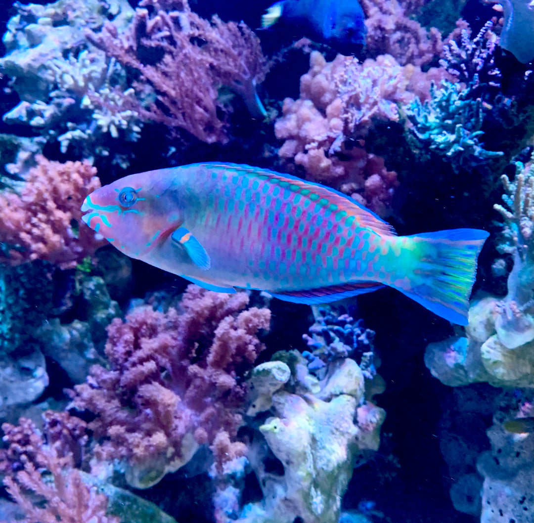 Quoyi Parrotfish