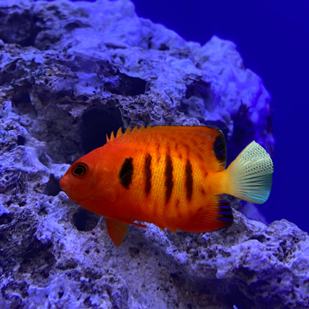Flame Angelfish