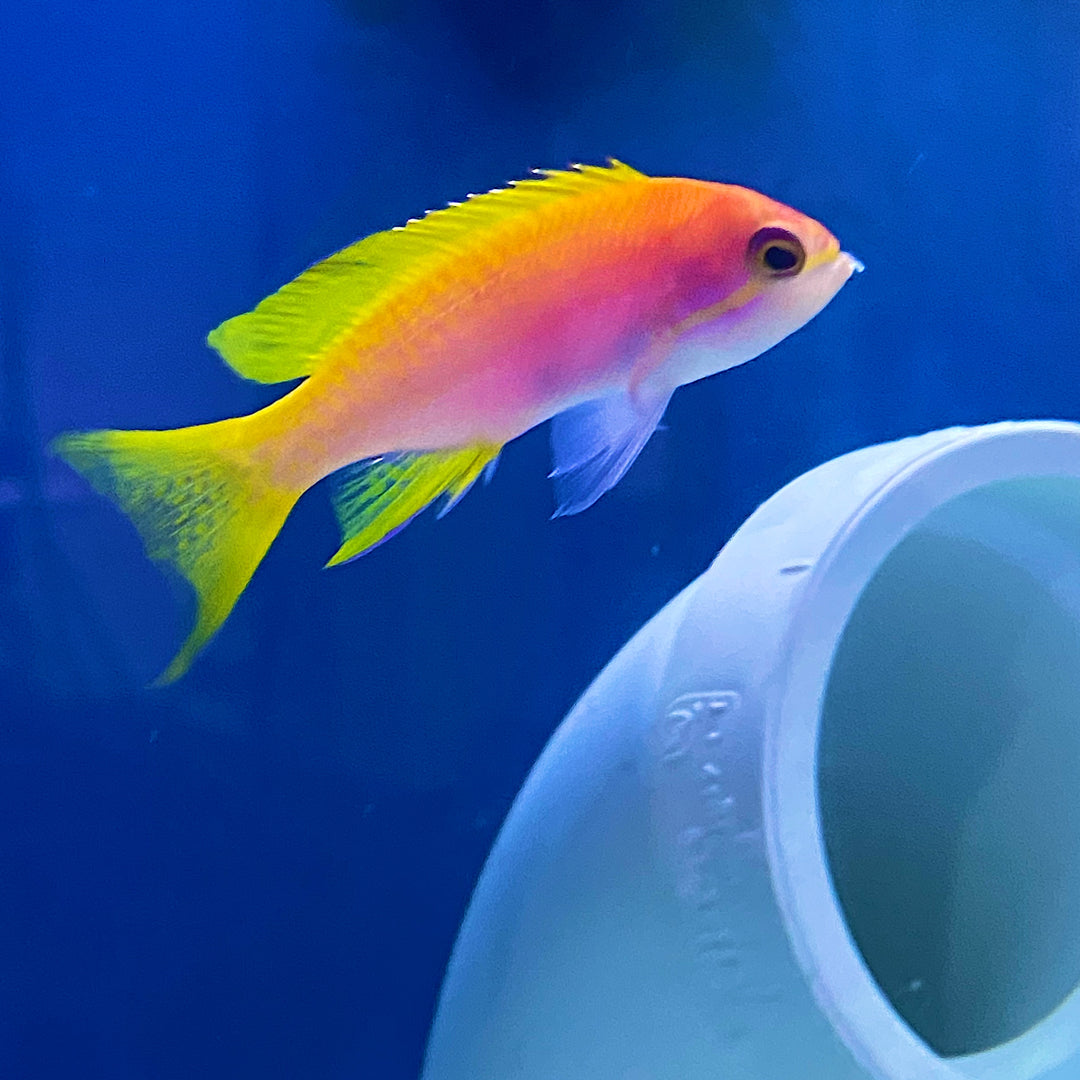 Bimaculatus Anthias