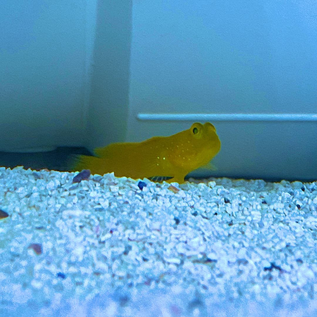 Yellow Watchman Goby