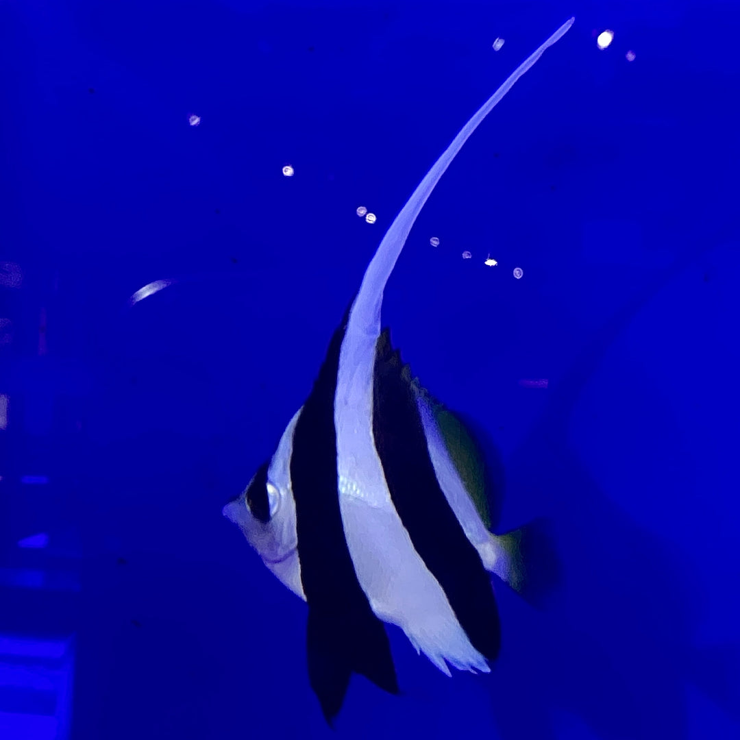 Heniochus Butterflyfish
