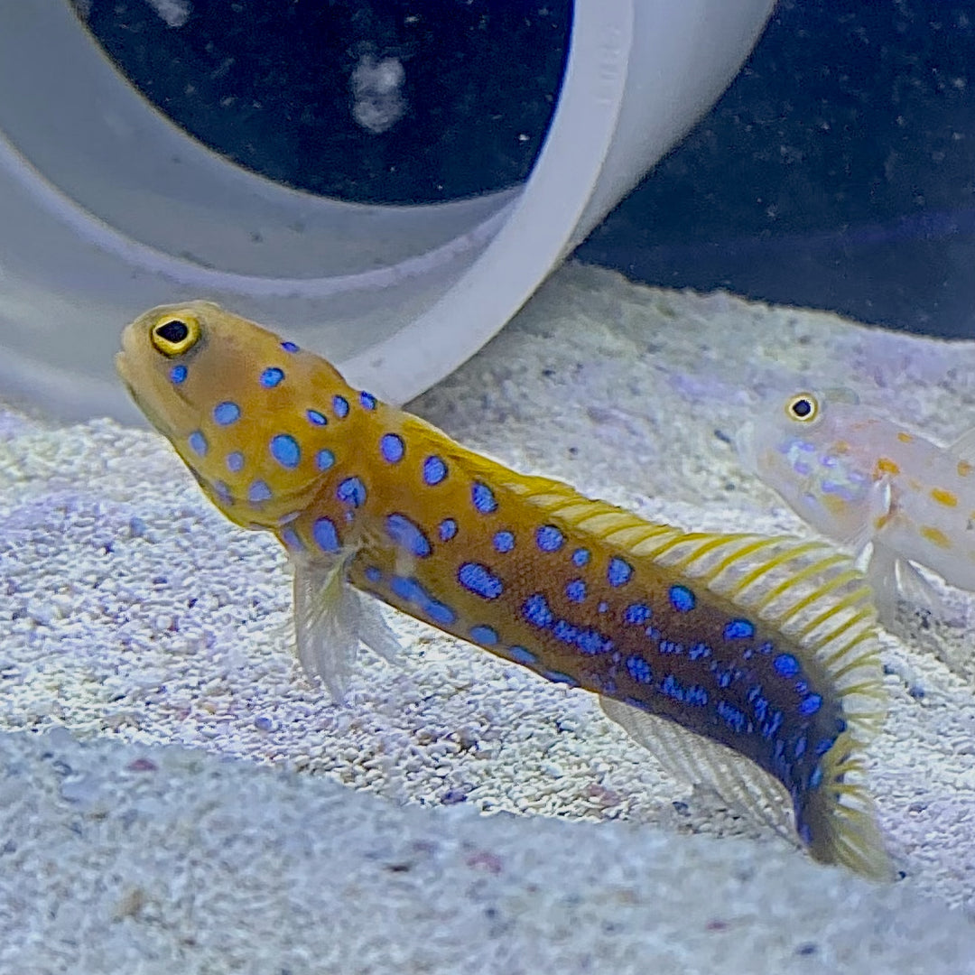 Blue Spot Jawfish