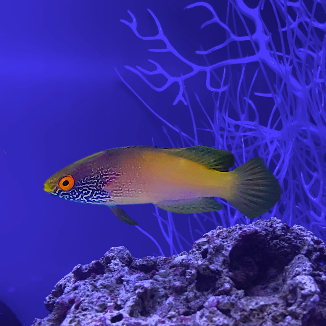 Rhomboid Wrasse