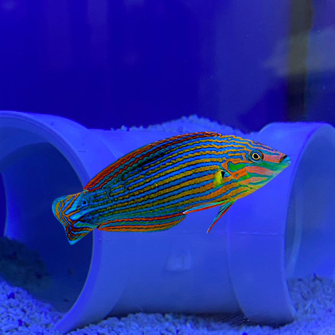 Melanarus Wrasse