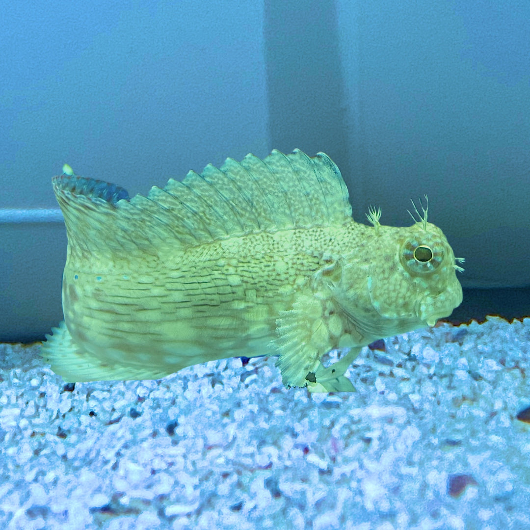 Lawnmower Blenny