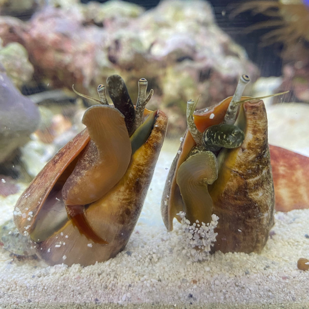 Tiger Conch Snail
