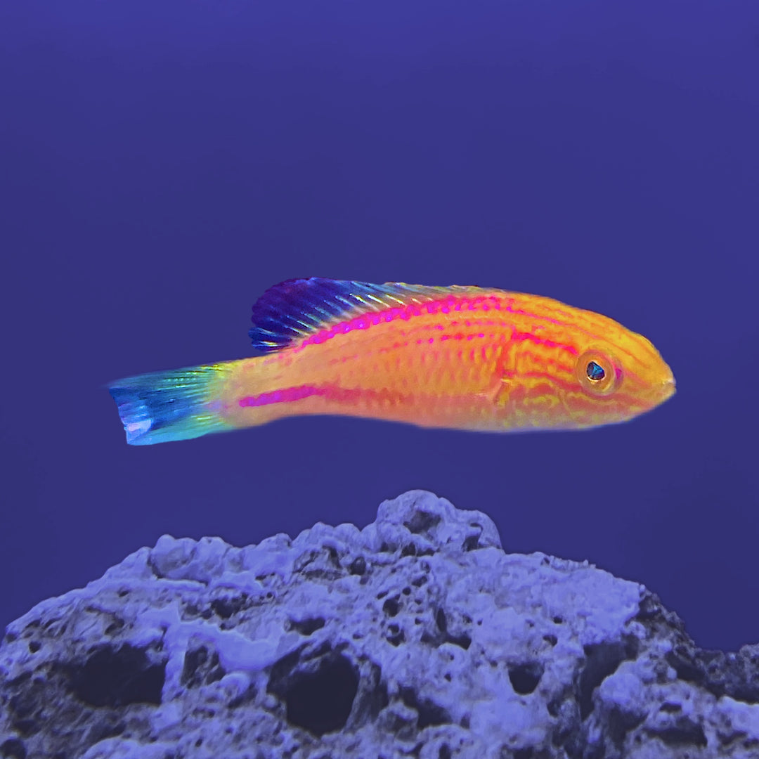 Crescent Tail (Lunate) Fairy Wrasse