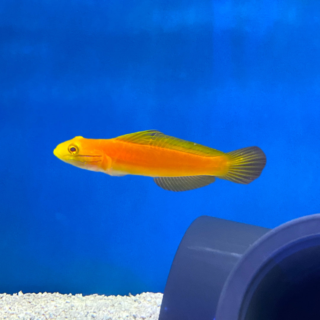 Bella Goby