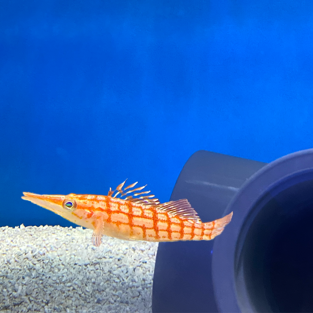 Longnose Hawkfish