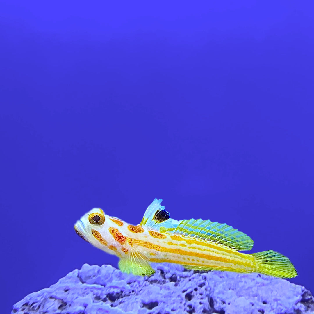 Yasha Goby (Captive Bred)