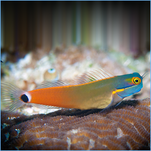 Tailspot Blenny