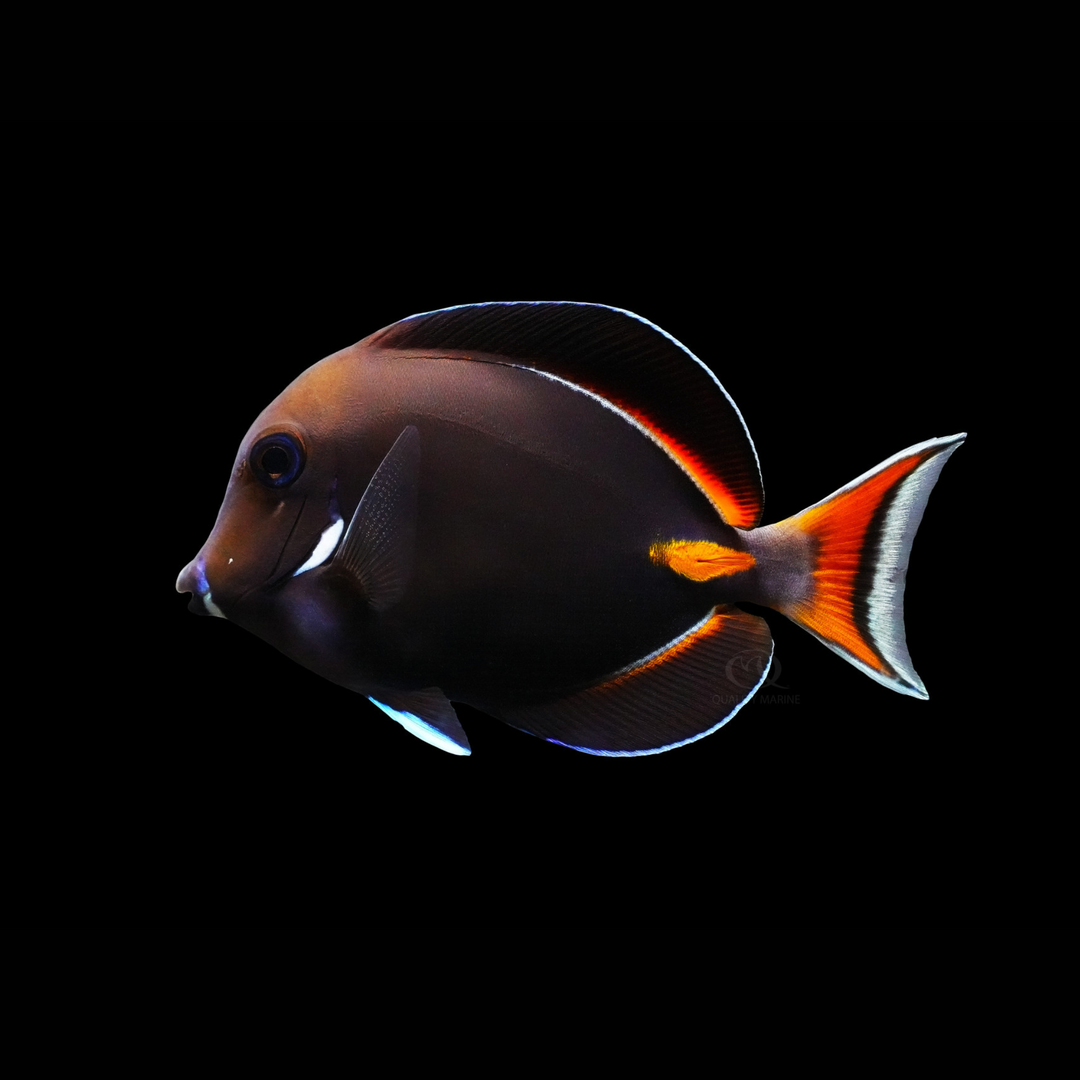 Achilles Tang