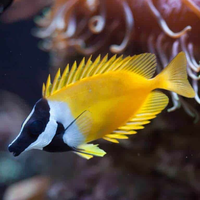 Yellow Foxface