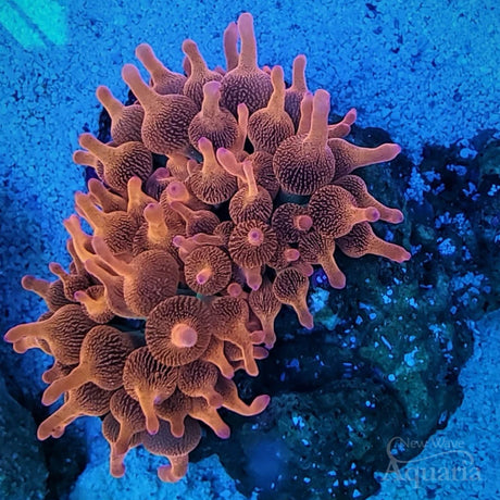 Rainbow Bubble Tip Anemone