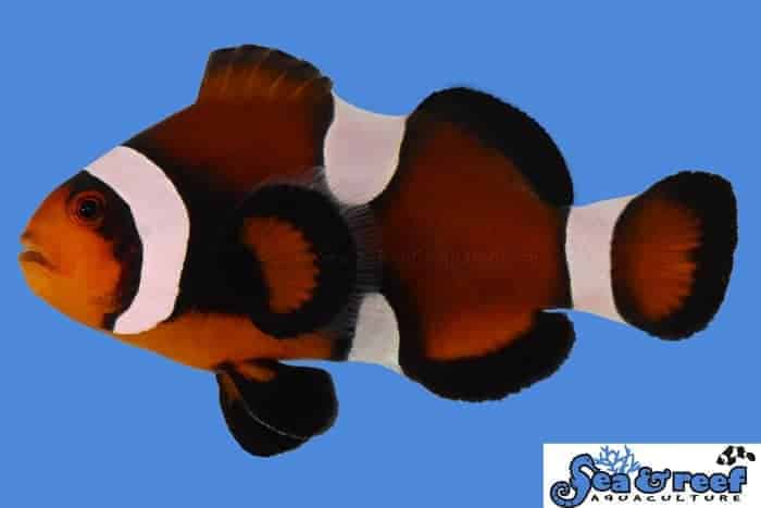 Mocha Ocellaris Clownfish