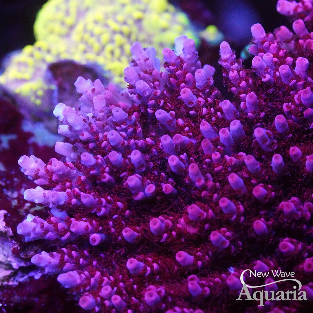 Signature Colonies