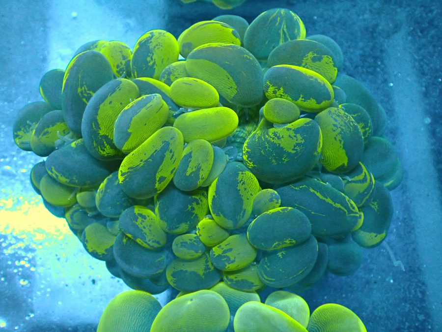 Ultra Marble Bubble Coral
