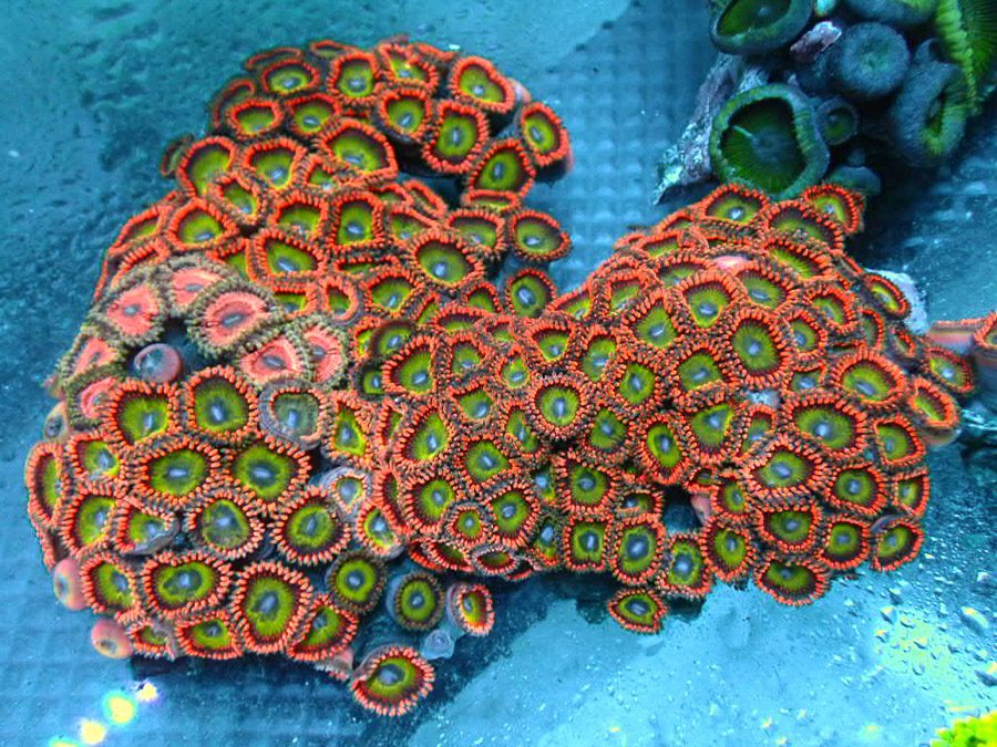 NWA Indo Adam's Apples