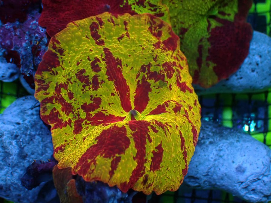 Premium Jawbreaker WYSIWYG