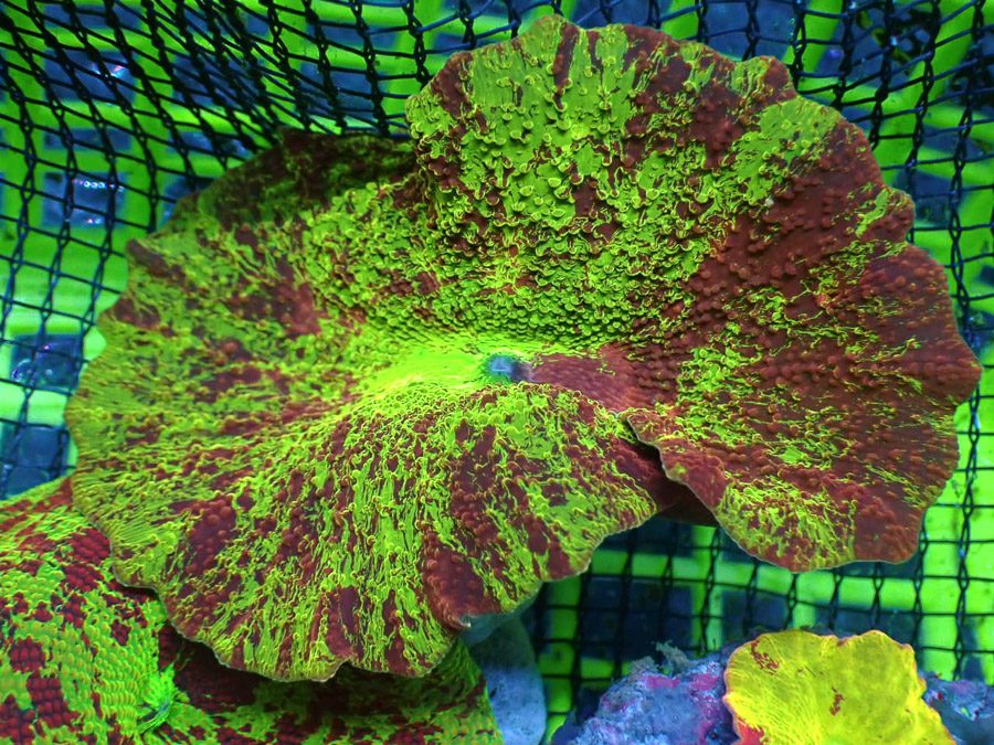 Premium Green Jawbreaker WYSIWYG