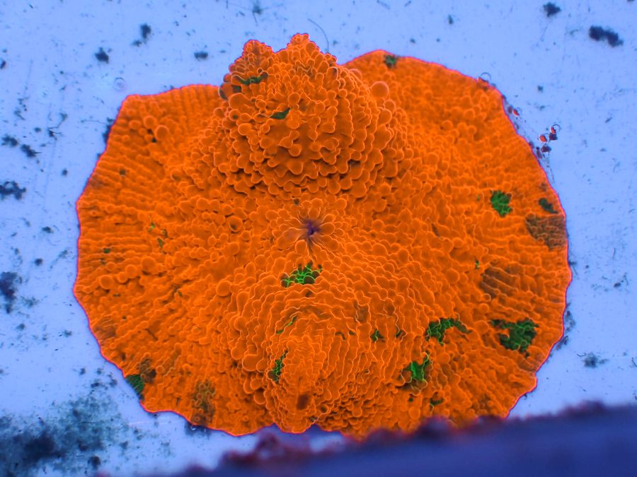 Candy Crush Mushroom WYSIWYG