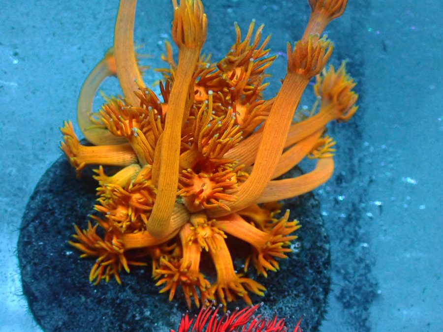 Orange Julius Goni