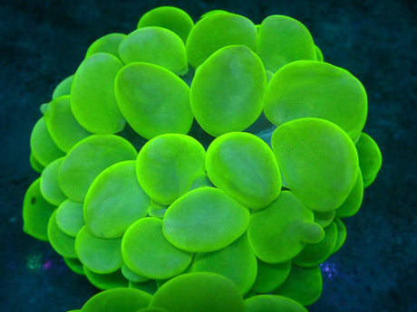 Ultra Neon Bubble Coral