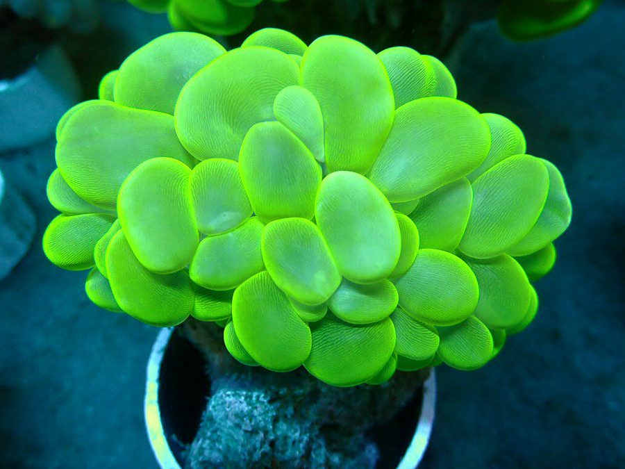 Ultra Neon Bubble Coral