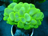 Ultra Neon Bubble Coral