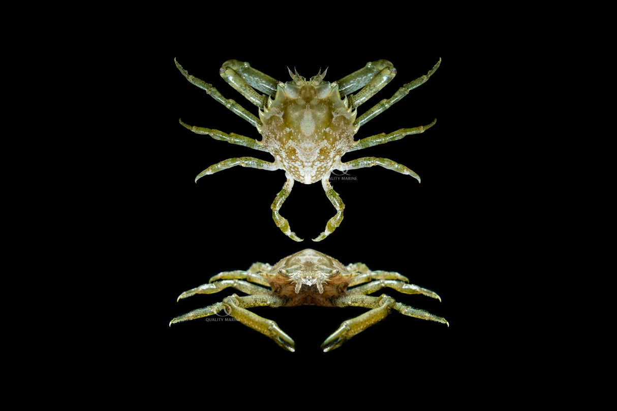 Pithos Crab