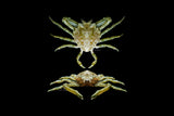 Pithos Crab