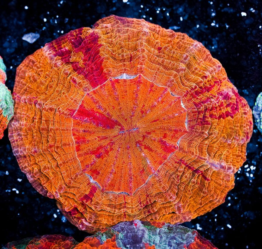 Ultra Unique Acanthophyllia WYSIWYG