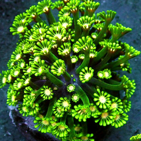 WYSIWYG: Ultra Indo Daisy Alveopora Mini Colony