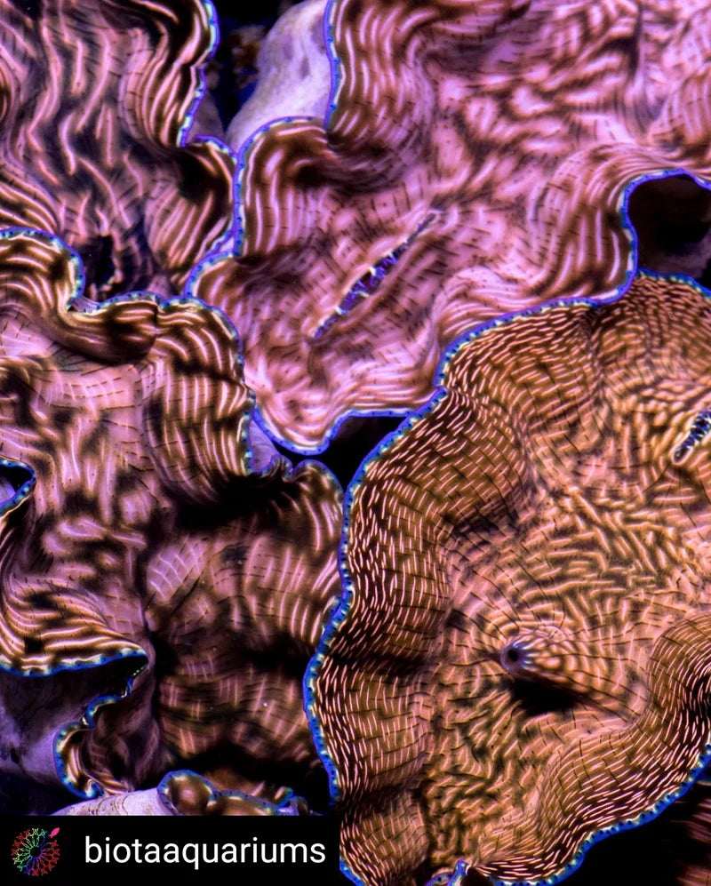 Biota Derasa Clam 2-3"