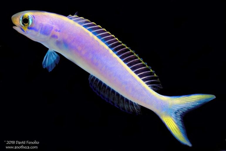 Flashing tilefish