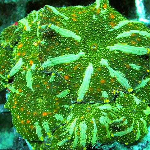 NWA Kryptonite Confetti Mushrooms