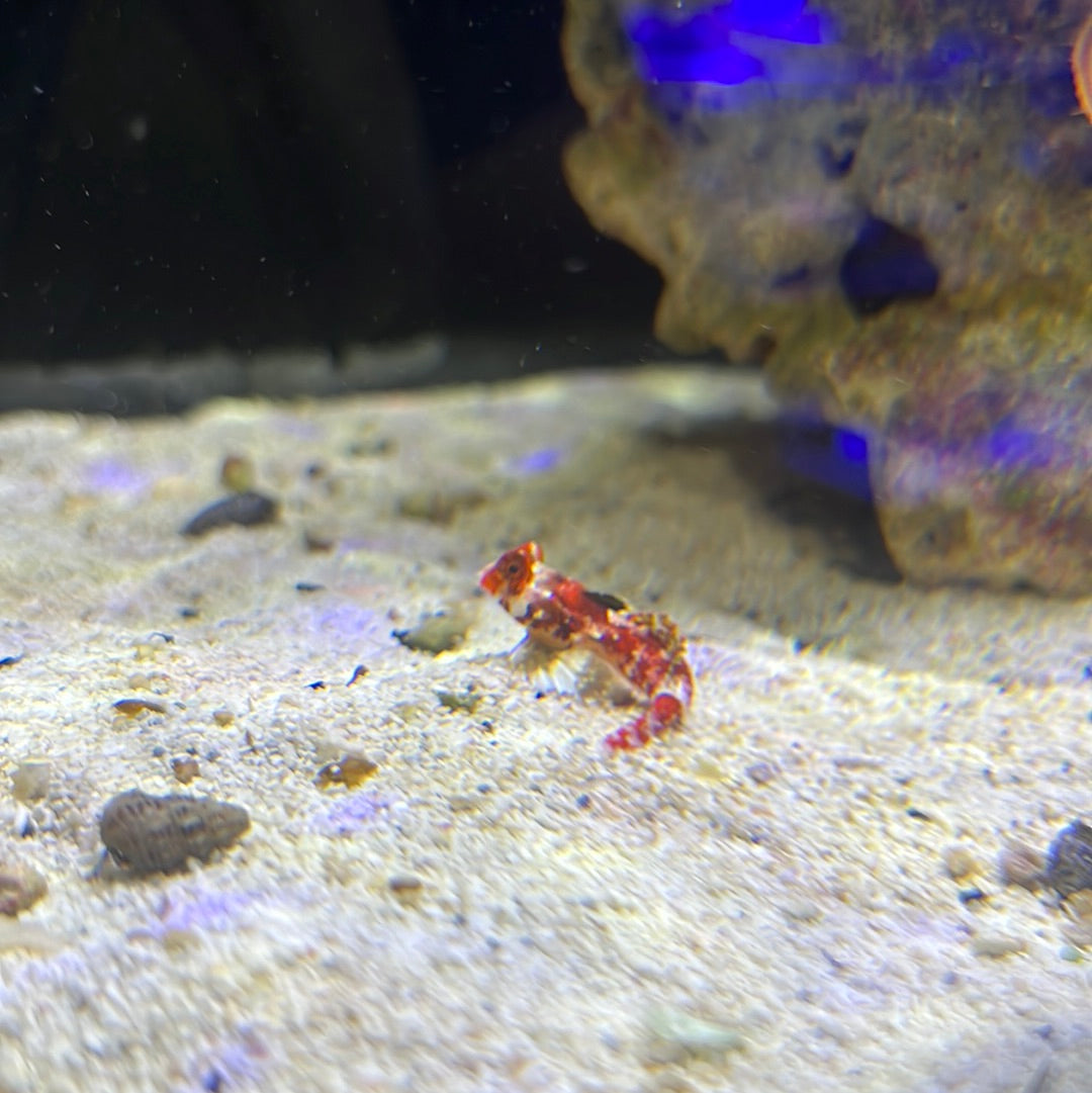 Red Scooter Blenny