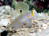 Randall’s Goby