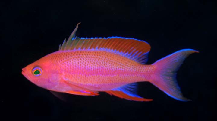 Randalls Anthias