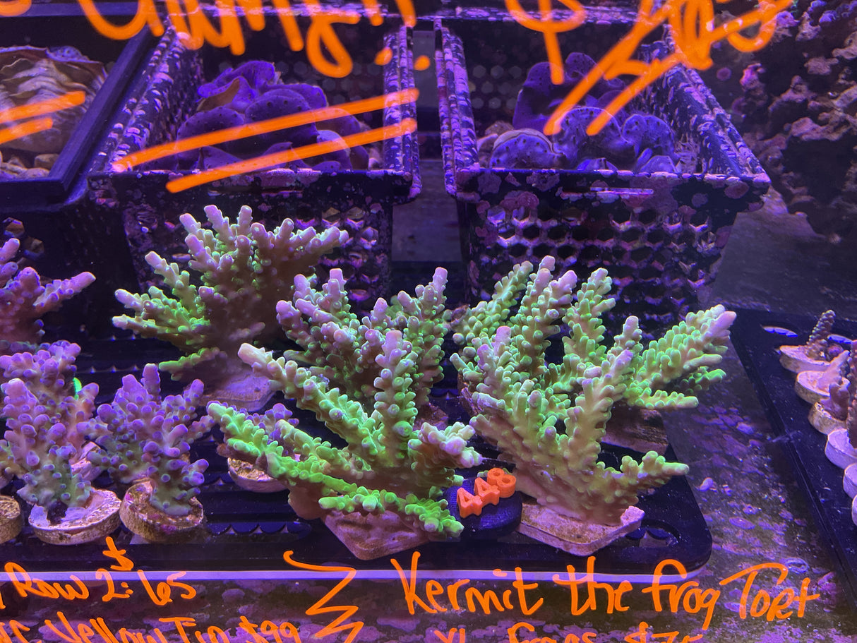 448 XL Kermit the Frog Tort FRAGS